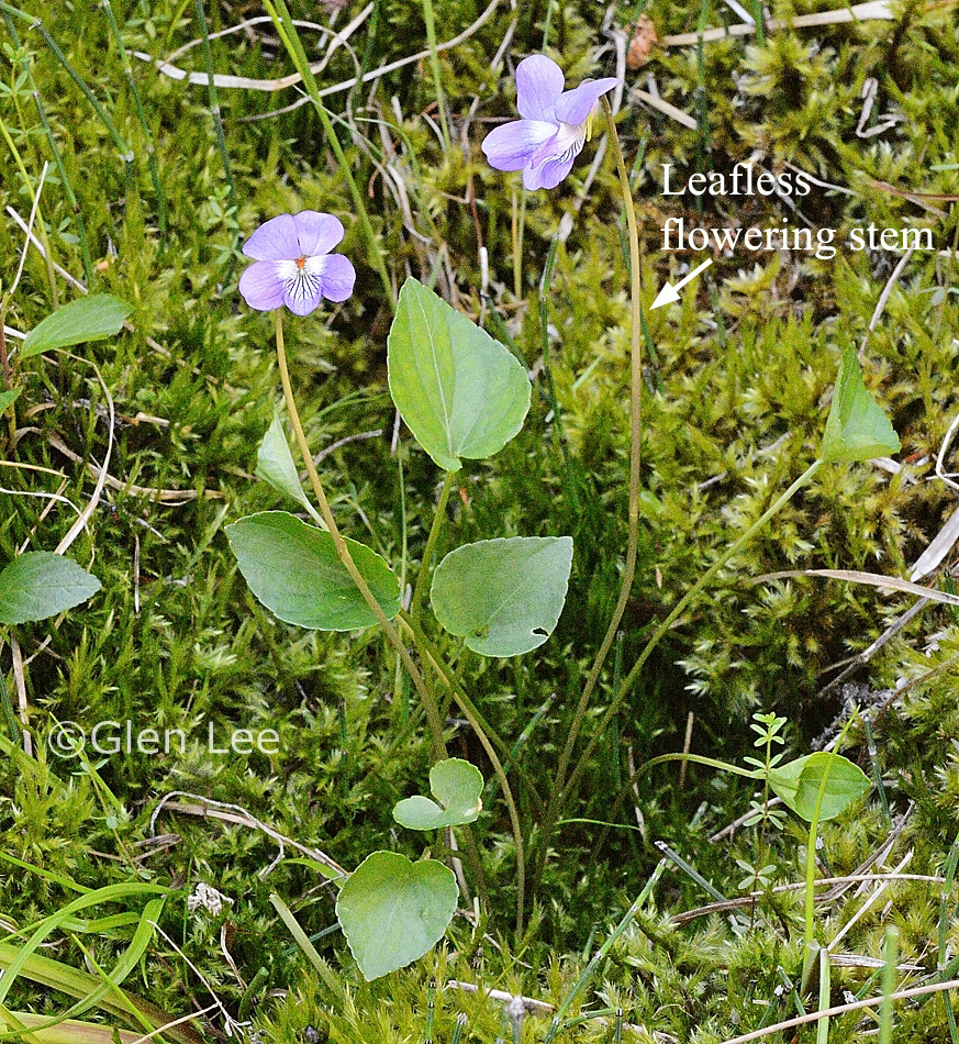 Viola nephrophylla photos Saskatchewan Wildflowers